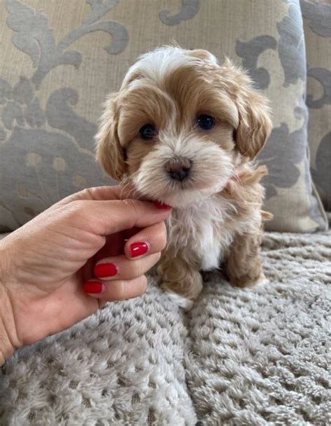 Oodle Classifieds is a great place to find used cars, used motorcycles, used RVs, used boats, apartments for rent, homes <strong>for sale</strong>, job listings, and local businesses. . Puppies for sale in ohio by owner